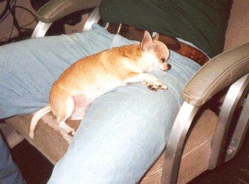 Gorby resting